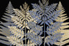 Gilded Ferns Poster Print by Allen Kimberly - Item # VARPDXKARC1614A