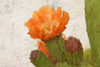 Cacti Flower Poster Print by Kimberly Allen - Item # VARPDXKARC235A