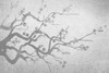 Cherry Blossom Branch in Silver Poster Print by Kimberly Allen - Item # VARPDXKARC263A