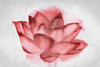 Lotus Blossom Poster Print by Allen Kimberly - Item # VARPDXKARC489B