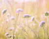 Hazy Afternoon Sun 1 Poster Print by Allen Kimberly - Item # VARPDXKARC591A