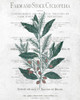 Botanical 1 Poster Print by Allen Kimberly - Item # VARPDXKARC625A