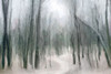 Shrouded Forest 1 Poster Print by Kimberly Allen - Item # VARPDXKARC634A