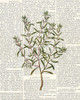 Fresh Herbs 2 Poster Print by Kimberly Allen - Item # VARPDXKARC775B