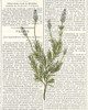 Fresh Herbs 4 Poster Print by Kimberly Allen - Item # VARPDXKARC775D