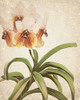 Orchids 3 Poster Print by Allen Kimberly - Item # VARPDXKARC777C