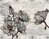 Country Magnolia 3 Poster Print by Allen Kimberly - Item # VARPDXKARC806A