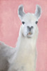 Llama on Pink Poster Print by Allen Kimberly - Item # VARPDXKARC838A