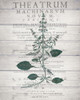 Botanical B v2 Poster Print by Allen Kimberly - Item # VARPDXKARC855B
