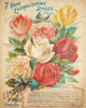 Everblooming Roses Poster Print by Allen Kimberly - Item # VARPDXKARC878A