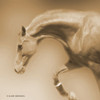 Arch Sepia Poster Print by Kari Brooks - Item # VARPDXKARI118