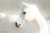 White Arab II Poster Print by Kari Brooks - Item # VARPDXKARI124