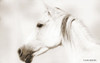 Dash IV Poster Print by Kari Brooks - Item # VARPDXKARI126