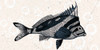 Sea Life 2 Poster Print by Allen Kimberly - Item # VARPDXKARN076B