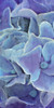 Hydrangea Panel 1 Poster Print by Allen Kimberly - Item # VARPDXKARN102A