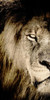 Gaze A Poster Print by Allen Kimberly - Item # VARPDXKARN113A