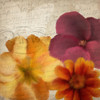 Autumn Blooms 1 Poster Print by Allen Kimberly - Item # VARPDXKASQ1178A