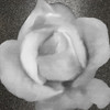 Grey Rose 1 Poster Print by Allen Kimberly - Item # VARPDXKASQ1204A