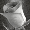 Grey Rose 2 Poster Print by Allen Kimberly - Item # VARPDXKASQ1204B