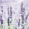 Lavender Fields 1 Poster Print by Allen Kimberly - Item # VARPDXKASQ1236A