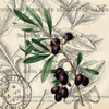 Olive Branch 2 Poster Print by Allen Kimberly - Item # VARPDXKASQ1238A