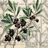 Olive Branch 3 Poster Print by Allen Kimberly - Item # VARPDXKASQ1238B