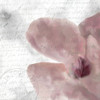 Magnolia Bloom 2 Poster Print by Allen Kimberly - Item # VARPDXKASQ1241B