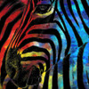 Zebra 1 Poster Print by Allen Kimberly - Item # VARPDXKASQ1305A