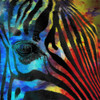 Zebra 2 Poster Print by Allen Kimberly - Item # VARPDXKASQ1305B