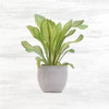Spring Green 1 Poster Print by Allen Kimberly - Item # VARPDXKASQ1311A