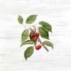 Cherries 3 Poster Print by Allen Kimberly - Item # VARPDXKASQ1355C