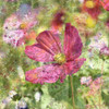 Wildflower Square 2 Poster Print by Allen Kimberly - Item # VARPDXKASQ1356B