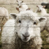 Farm Life 1 Poster Print by Allen Kimberly - Item # VARPDXKASQ1373A