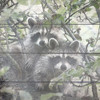 Woodland 1 Poster Print by Allen Kimberly - Item # VARPDXKASQ1392A