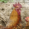 Farm Life 5 Poster Print by Allen Kimberly - Item # VARPDXKASQ1393B