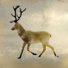 Wildlife Lodge 3 Poster Print by Kimberly Allen - Item # VARPDXKASQ349C
