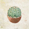 Desert Life 1 Poster Print by Kimberly Allen - Item # VARPDXKASQ424A