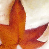 Splatter Leaves 1 Poster Print by Allen Kimberly - Item # VARPDXKASQ681A