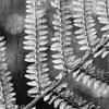 Silver Fern 1 Poster Print by Allen Kimberly - Item # VARPDXKASQ711A