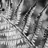 Silver Fern 2 Poster Print by Allen Kimberly - Item # VARPDXKASQ711B