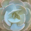 Succulent 1 Poster Print by Kimberly Allen - Item # VARPDXKASQ784A
