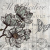 Country Magnolia 2 Poster Print by Allen Kimberly - Item # VARPDXKASQ835B