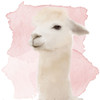 Watercolor Llama Poster Print by Allen Kimberly - Item # VARPDXKASQ848B