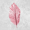 Pink Leaf 1 Poster Print by Allen Kimberly - Item # VARPDXKASQ932A