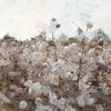 Cotton Field 2 Poster Print by Allen Kimberly - Item # VARPDXKASQ964B