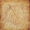 Gold Leaves II Poster Print by Kristin Emery - Item # VARPDXKEXSQ025K