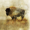 Peaceful Bison II Poster Print by Ken Roko - Item # VARPDXKX021A