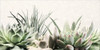 Soft Succulents II Poster Print by Lori Deiter - Item # VARPDXLD1277