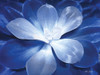 Blue Succulent II Poster Print by Lori Deiter - Item # VARPDXLD1382