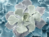 Multi-color Succulent  Poster Print by Lori Deiter - Item # VARPDXLD1507